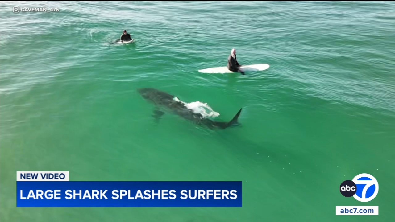 Shark swims near surfers, splashes one with its tail in close encounter off California coast, video shows
— Orland Park Sports news